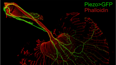 細胞影像平臺轉盤共聚焦顯微鏡上機培訓通知