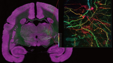 細胞影像中心共聚焦與分辨顯微鏡Workshop