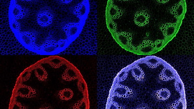 細胞生物學平臺Zeiss激光共聚焦顯微鏡培訓通知