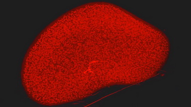 共享儀器平臺Zeiss Lightsheet Z.1激光片層掃描顯微鏡上機培訓通知