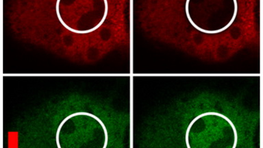共享儀器平臺Zeiss共聚焦專題系列（三）活細胞成像、FRAP 、FRET實驗方法及結果分析