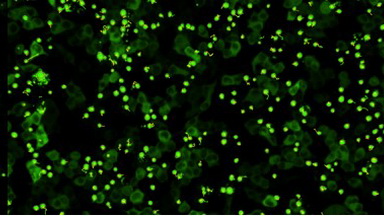 細胞影像平臺圖像處理-Imaris時間序列問題線下培訓通知