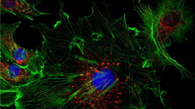 共享儀器平臺Zeiss LSM880超高分辨共聚焦顯微鏡上機培訓通知