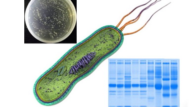 蛋白表達與純化基礎系列培訓（一）原核表達系統