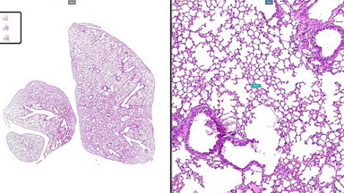 細胞生物學平臺3DHISTECH玻片掃描系統培訓通知