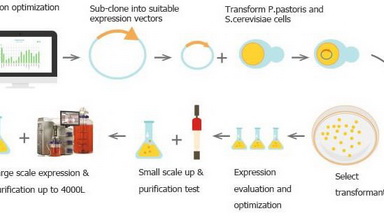 蛋白表達與純化基礎培訓（二）酵母表達