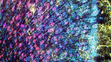 細胞生物學平臺Olympus激光共聚焦顯微鏡FV3000培訓通知