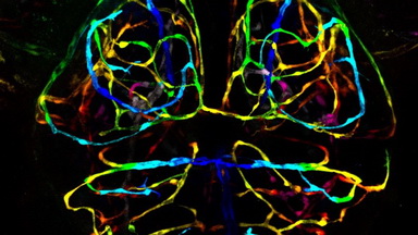 細胞影像平臺Zeiss LSM980 Airyscan2 快速超分辨激光共聚焦顯微鏡培訓通知