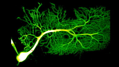 共享儀器平臺Zeiss Lightsheet Z.1激光片層掃描顯微鏡線上培訓通知