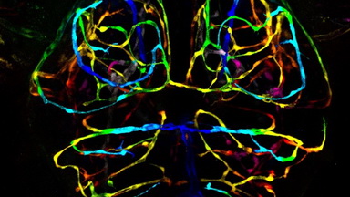 細胞影像平臺Zeiss LSM980 Airyscan2快速超分辨激光共聚焦顯微鏡培訓通知