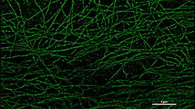 細胞影像平臺超分辨共聚焦顯微鏡培訓通知