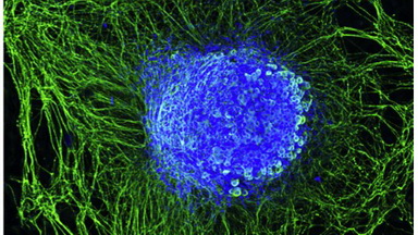 細胞生物學平臺Zeiss激光共聚焦顯微鏡培訓通知