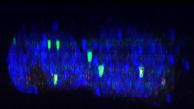 細胞影像平臺圖像處理-Imaris共定位問題線下培訓通知