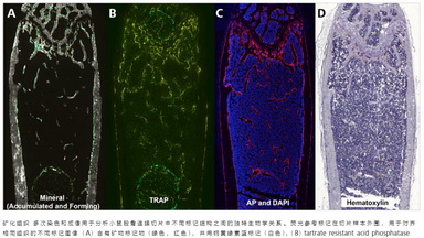 細胞生物學平臺全自動數字玻片掃描系統樣品制備方法、技巧講座及上機培訓通知
