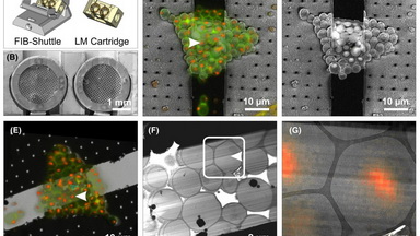細胞生物學平臺電鏡機組生物樣品透射電鏡冷凍制樣技術線上培訓通知
