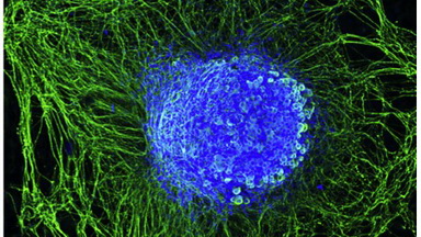 細胞生物學平臺Zeiss激光共聚焦顯微鏡培訓通知