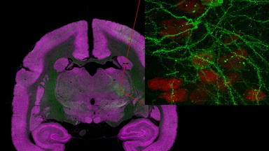 細胞影像平臺高分辨共聚焦顯微鏡上機培訓通知