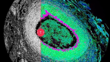 共享儀器平臺Leica SP8 FALCON熒光壽命成像系統專題線下培訓通知