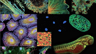 細胞生物學平臺Nikon Ti2-E活細胞顯微成像系統專題系列講座（二）