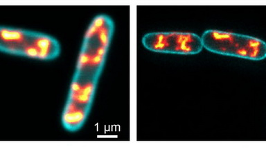 細胞生物學平臺線下Workshop受激發射損耗顯微鏡的應用和樣品制備講座通知