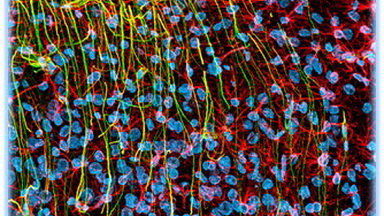 細胞影像平臺激光共聚焦顯微鏡及熒光壽命成像(FV1200-FLIM)上機培訓通知