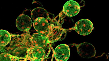 細胞生物學平臺Olympus激光共聚焦顯微鏡FV3000培訓通知