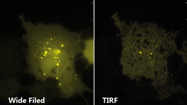 尼康生物影像中心全內反射顯微鏡TIRF上機培訓通知
