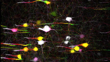 細胞生物學平臺Zeiss全自動數字玻片掃描系統培訓通知