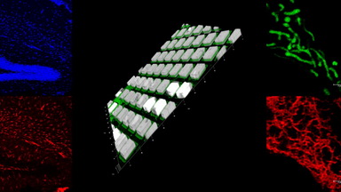 細胞生物學平臺Leica SP8激光共聚焦顯微鏡上機培訓通知