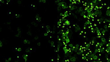細胞影像平臺圖像處理-Imaris時間序列專題培訓通知