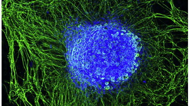 細胞生物學平臺Zeiss激光共聚焦顯微鏡培訓通知