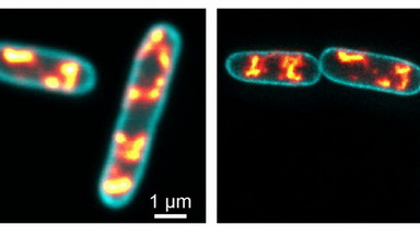 細胞生物學平臺STED超高分辨激光共聚焦顯微鏡上機培訓通知