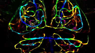 細胞影像平臺Zeiss LSM980 Airyscan2 快速超分辨激光共聚焦顯微鏡上機培訓通知