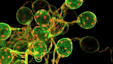 細胞生物學平臺Olympus FV3000激光共聚焦顯微鏡培訓通知