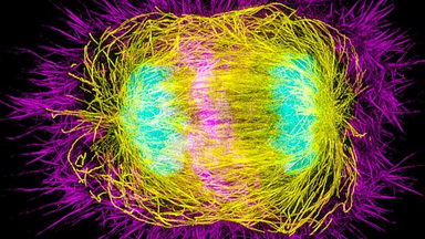 尼康生物影像中心SIM超高分辨率顯微鏡上機培訓通知