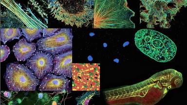 細胞生物學平臺 Nikon Ti2-E活細胞顯微成像系統培訓通知