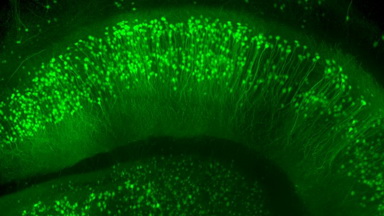 共享儀器平臺Zeiss Lightsheet Z.1激光片層掃描顯微鏡上機培訓通知
