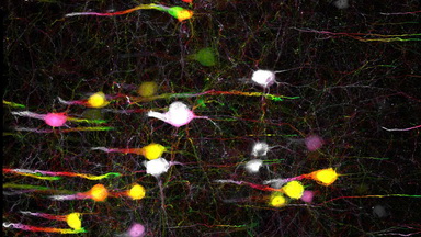 細胞生物學平臺Zeiss全自動數字玻片掃描系統培訓通知