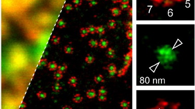 細胞生物學平臺STED超高分辨激光共聚焦顯微鏡上機培訓通知