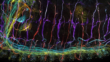 共享儀器平臺超高分辨Zeiss LSM880共聚焦顯微鏡上機培訓通知