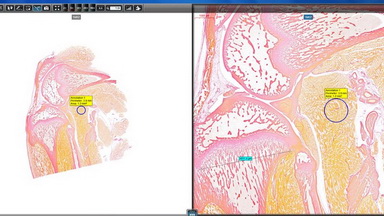 細胞生物學平臺3DHISTECH玻片掃描系統培訓通知