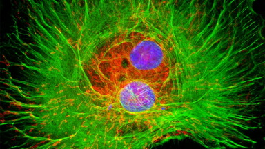 尼康生物影像中心超分辨激光掃描共聚焦顯微鏡上機培訓通知