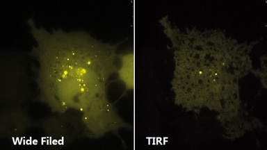 尼康生物影像中心全內反射顯微鏡TIRF上機培訓通知