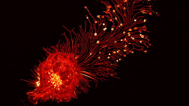 尼康生物影像中心超分辨激光掃描共聚焦顯微鏡上機培訓通知