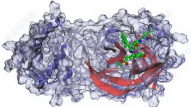 細胞影像平臺Amira三維可視化與分析的系列培訓通知
