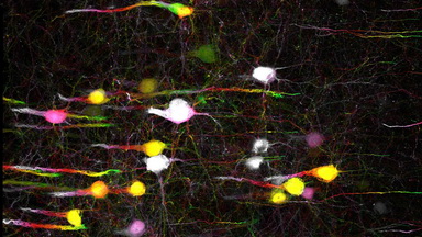 細胞生物學平臺Zeiss全自動數字玻片掃描系統培訓通知