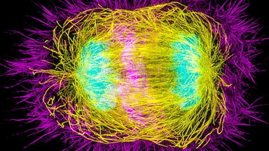 尼康生物影像中心SIM超高分辨率顯微鏡上機培訓通知