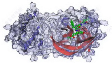 細胞影像平臺Amira三維可視化與分析的系列培訓通知