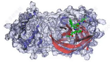 細胞影像平臺Amira三維可視化與分析的系列培訓通知