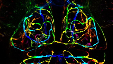 細胞影像平臺Zeiss LSM980 Airyscan2快速超分辨激光共聚焦顯微鏡培訓通知